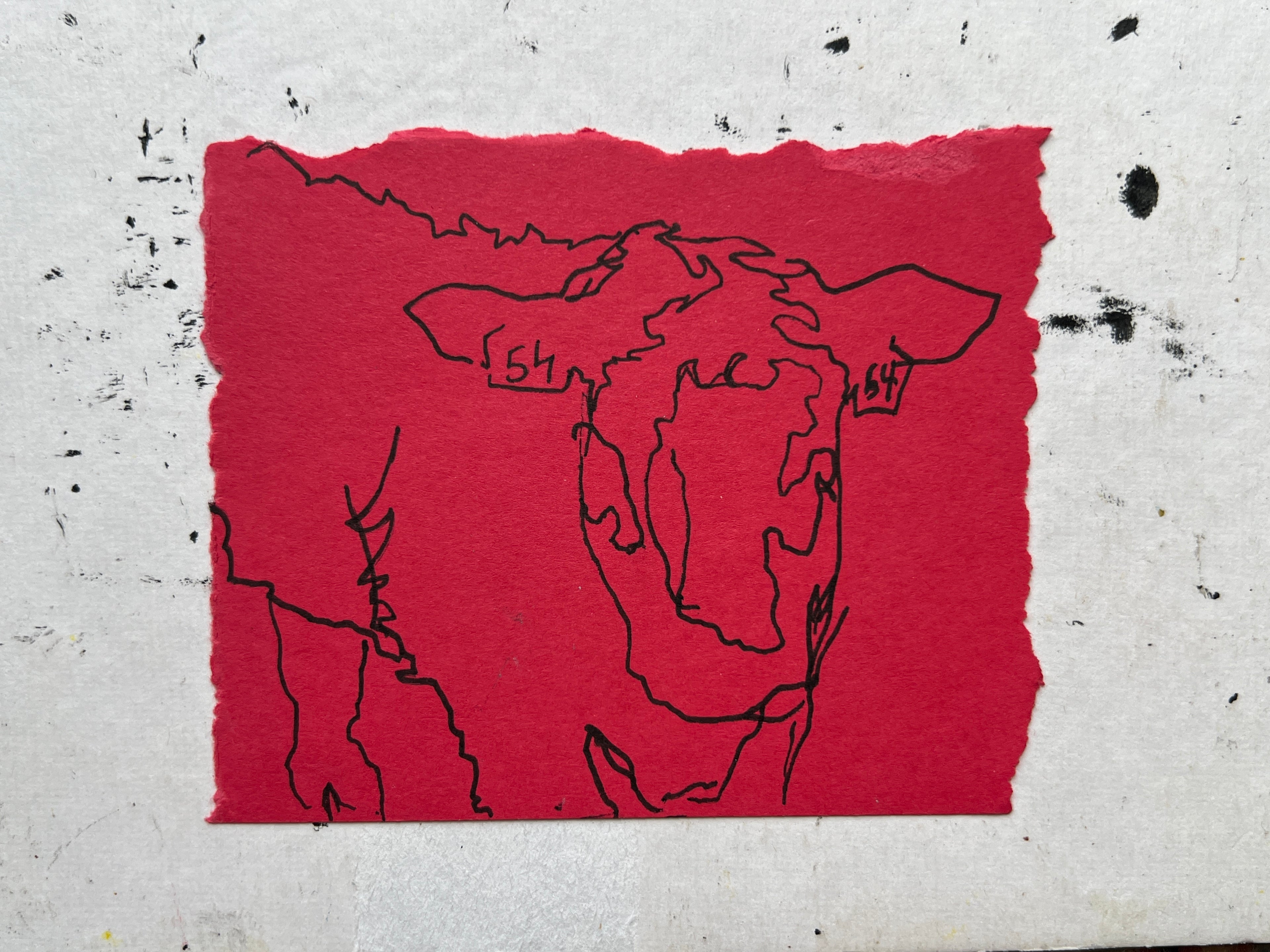 Cow Study no. 17