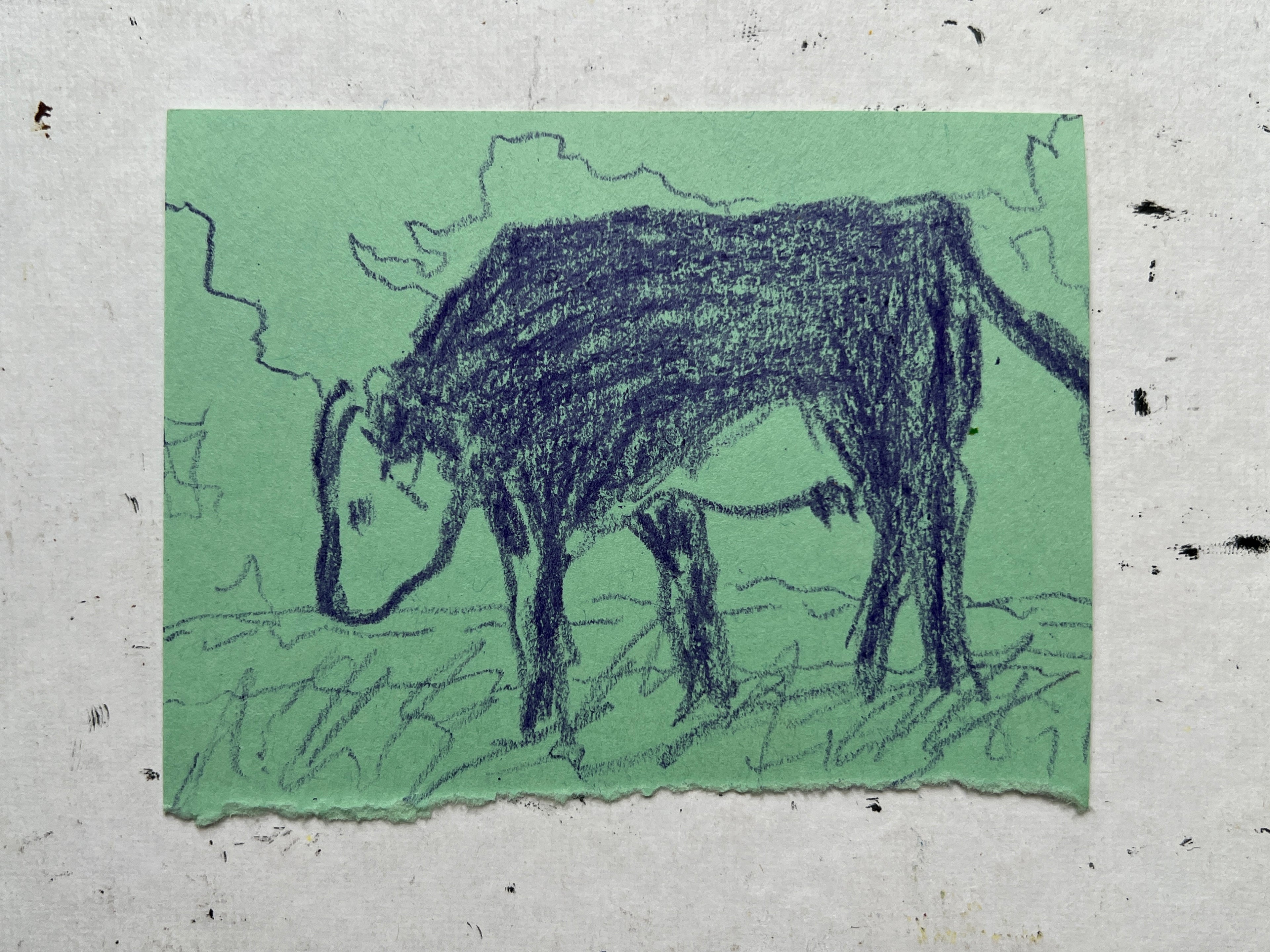 Cow Study no. 54