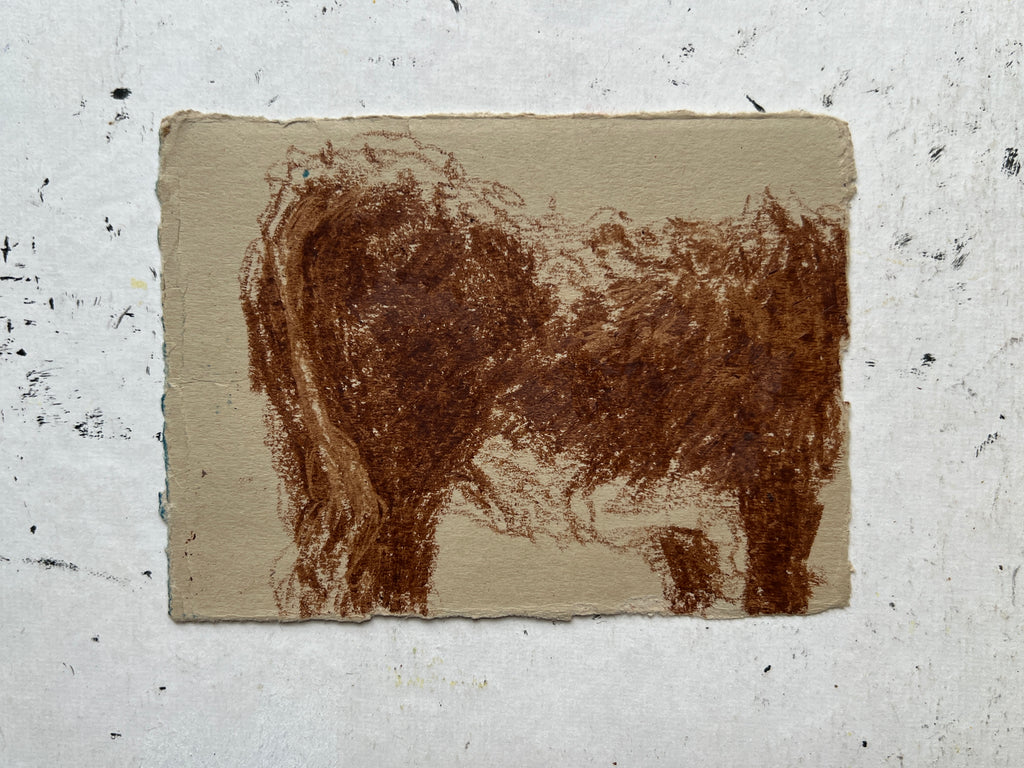 Cow Study no. 36