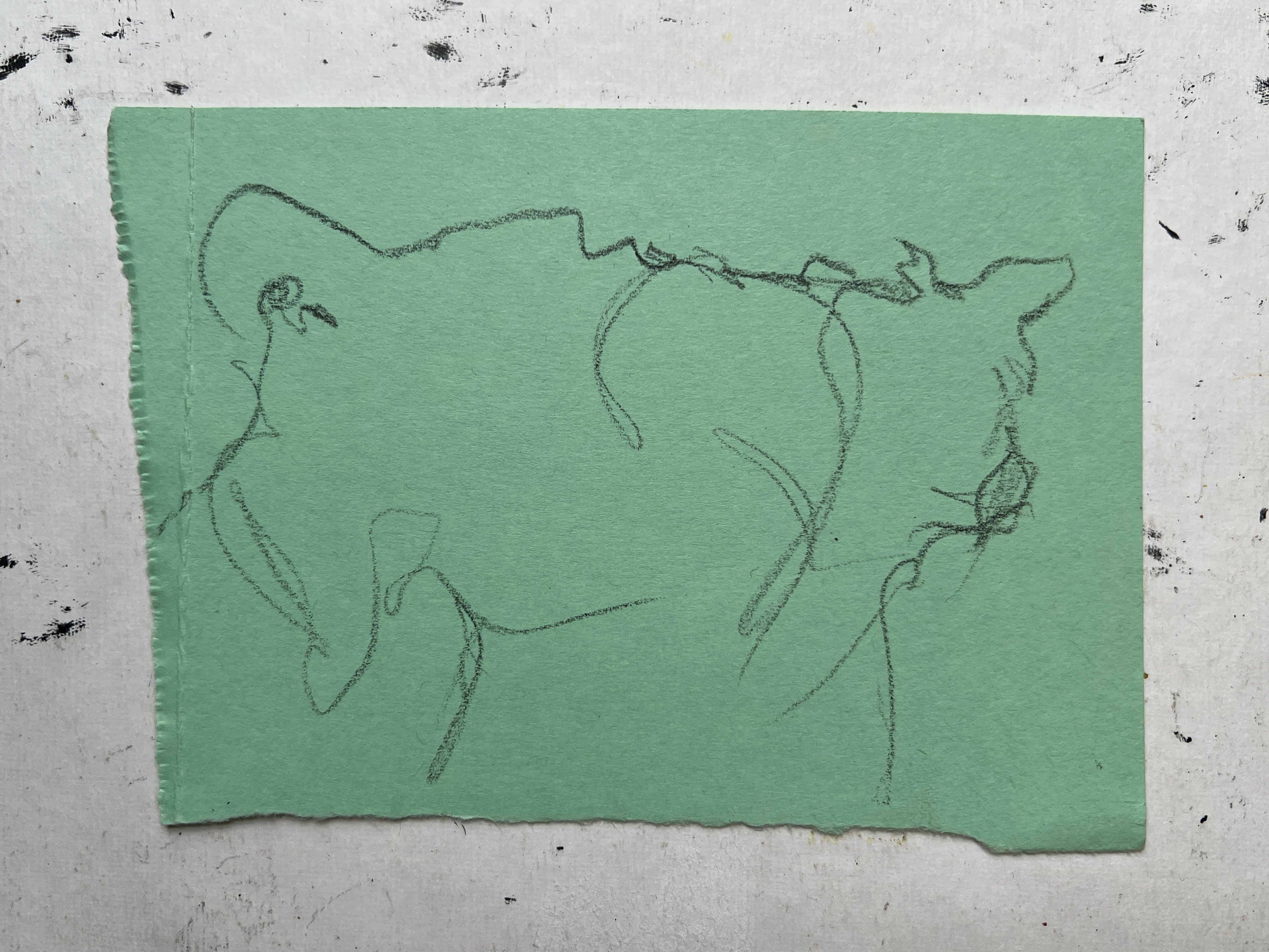 Cow Study no. 60