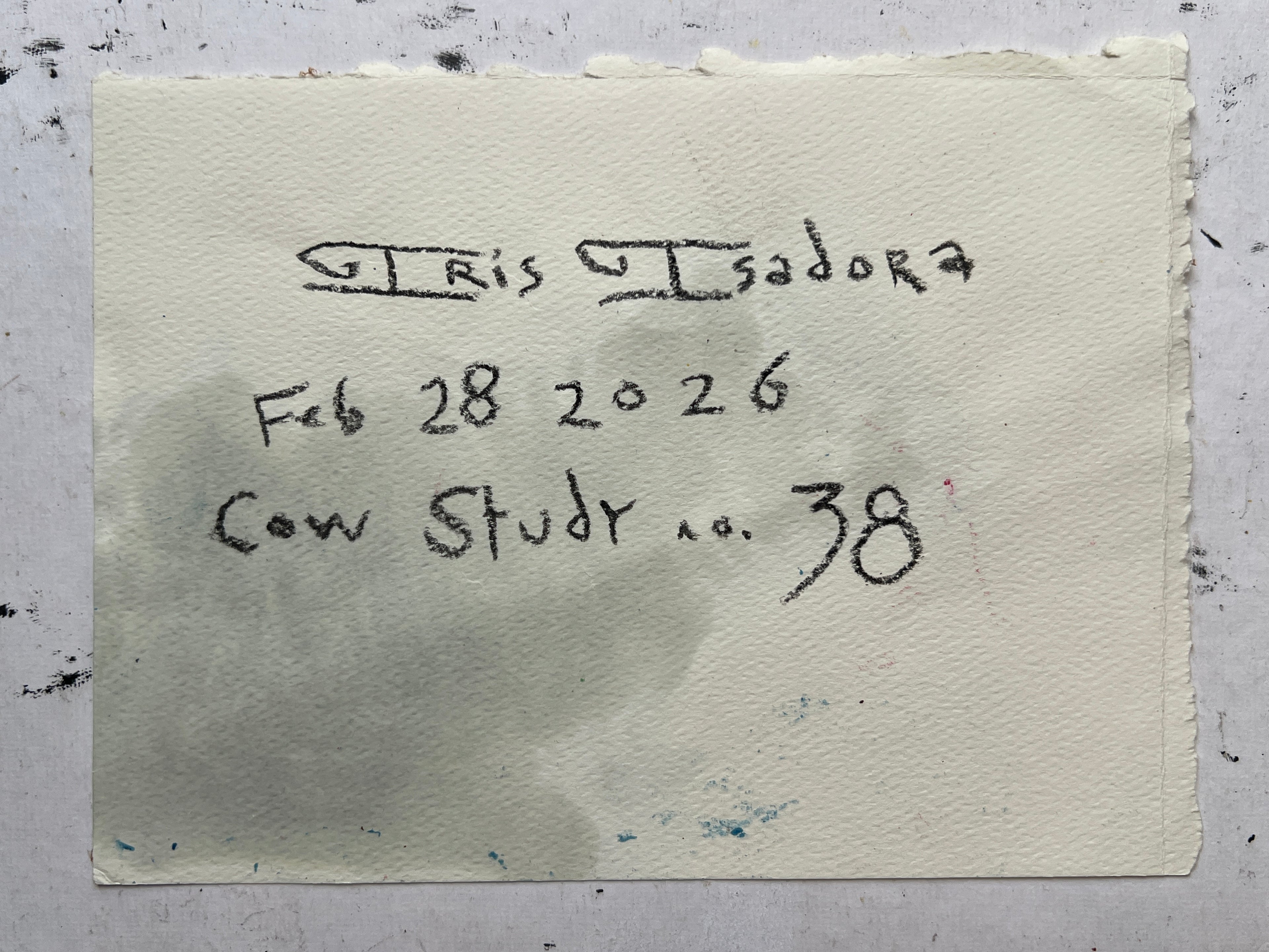 Cow Study no. 38