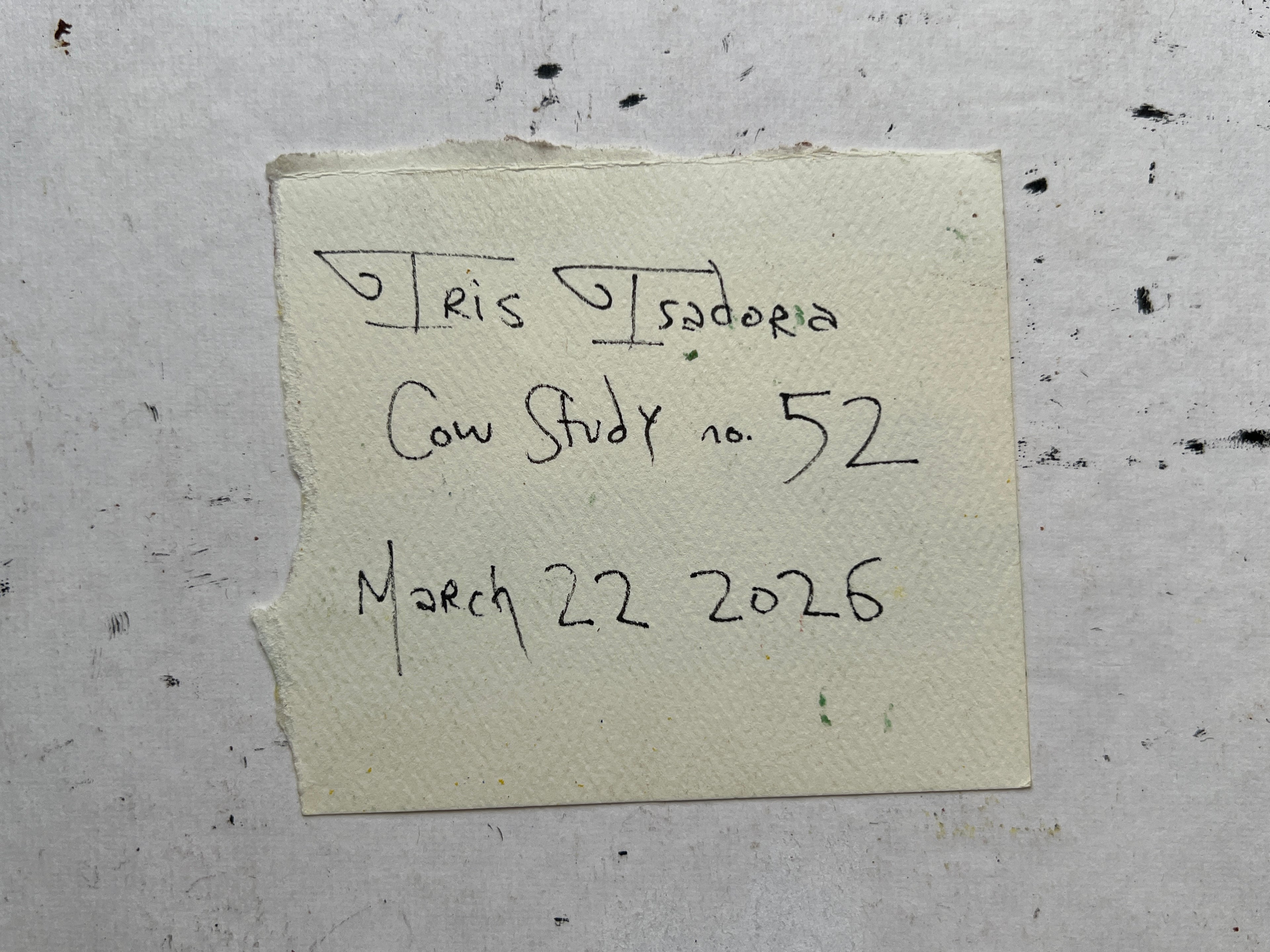 Cow Study no. 52