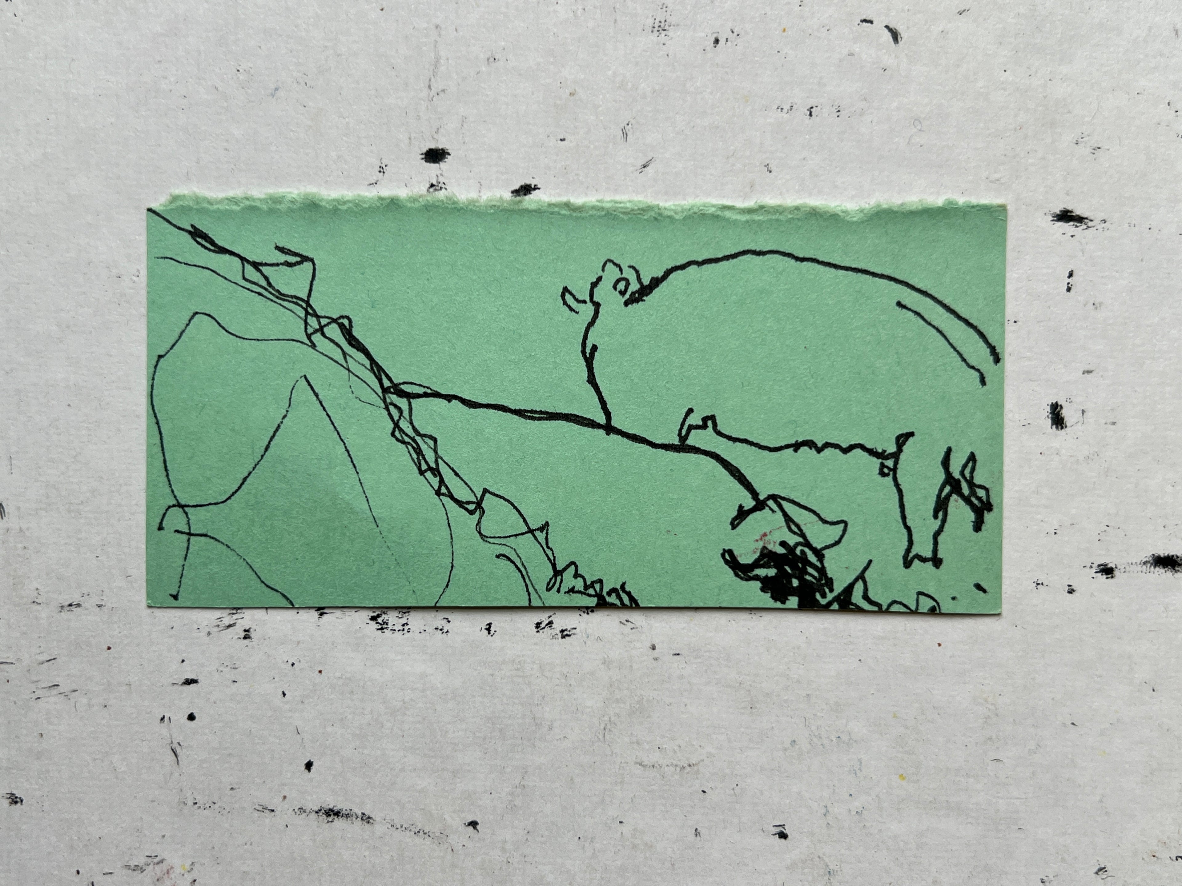 Pig Study no. 7