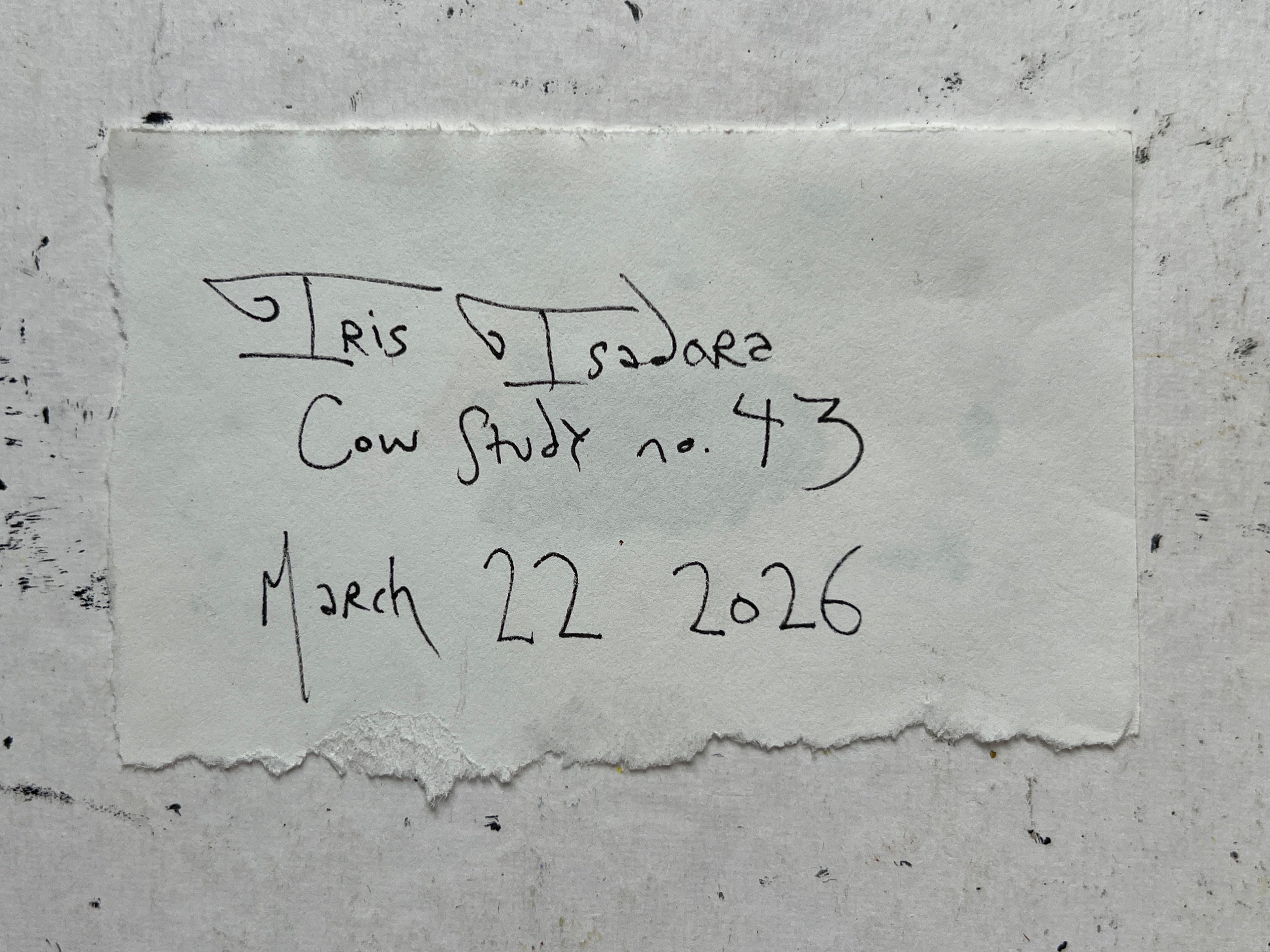 Cow Study no. 43