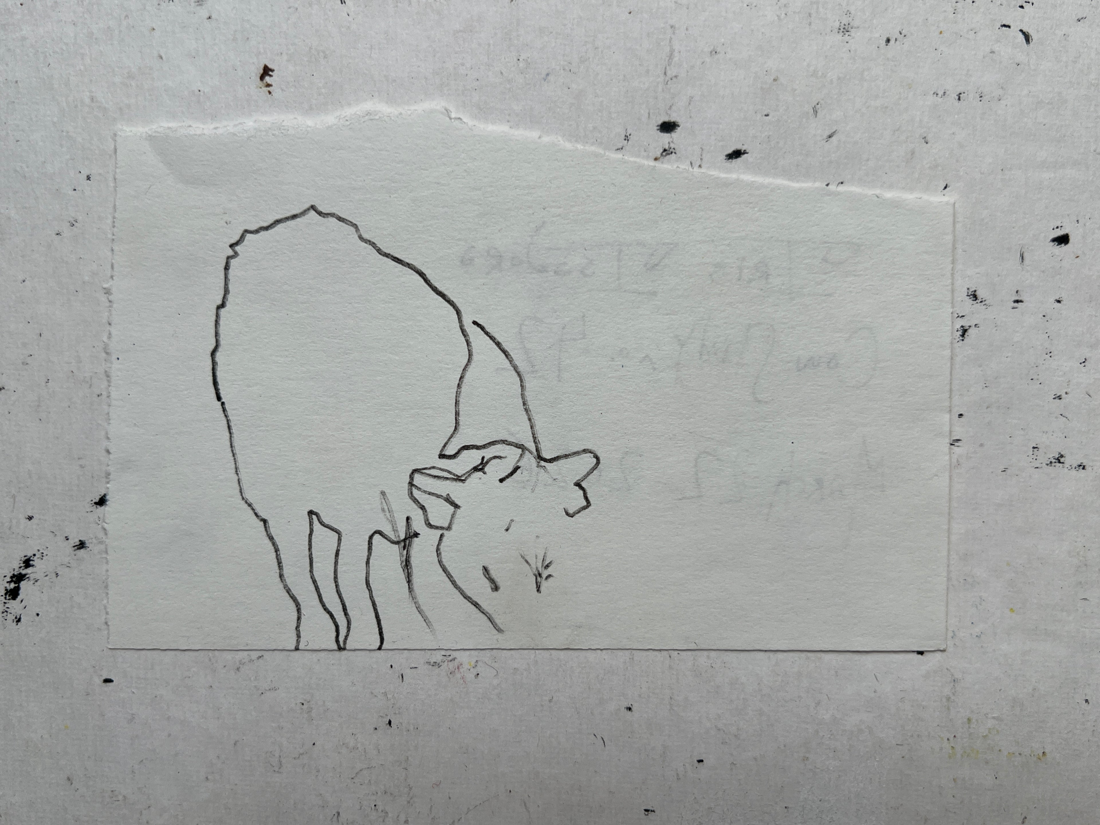 Cow Study no. 42