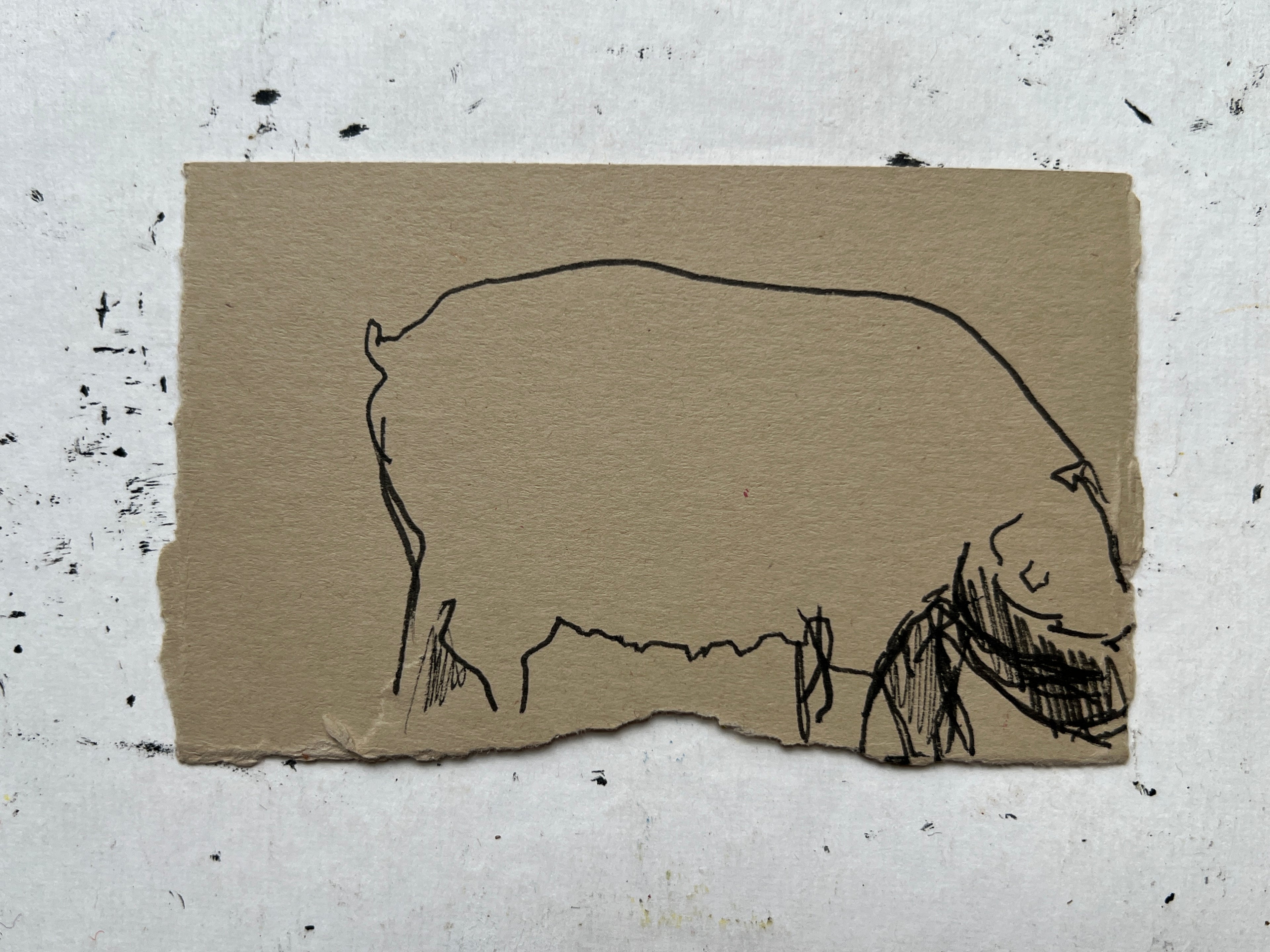 Pig Study no. 17