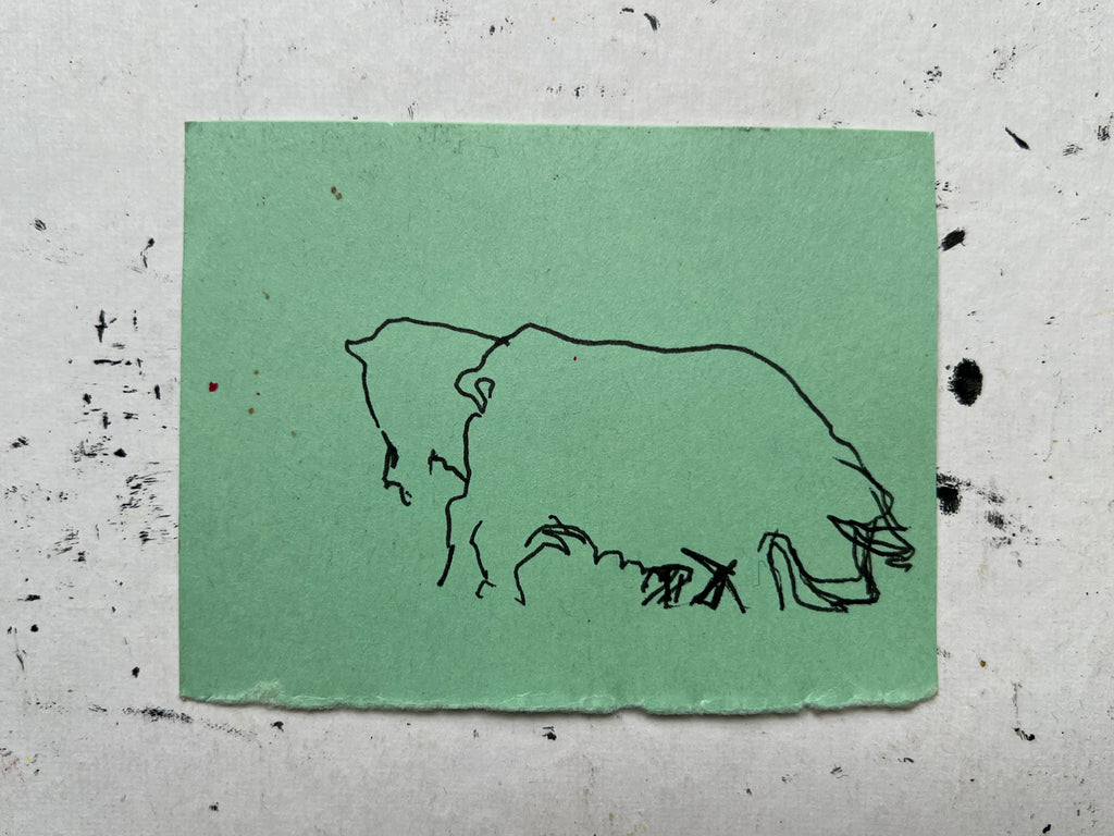 Pig Study no. 15