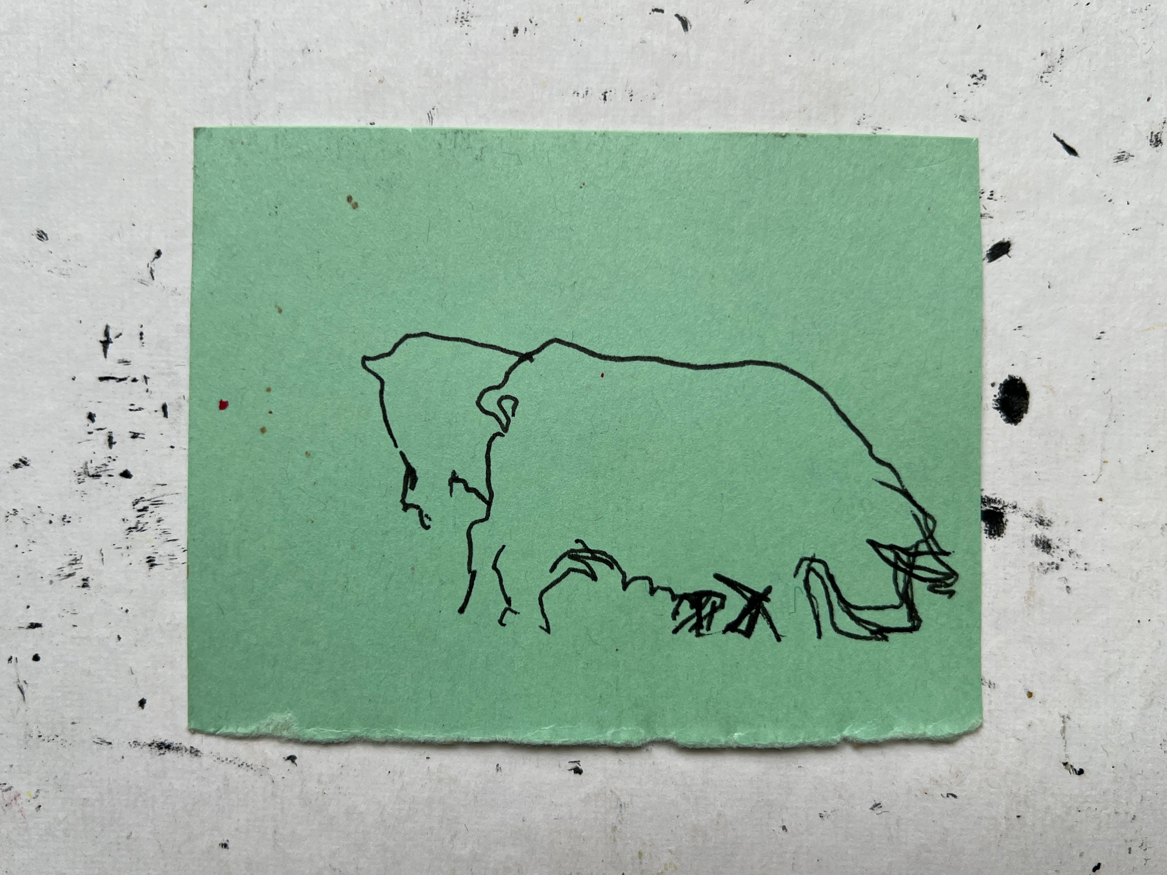 Pig Study no. 15