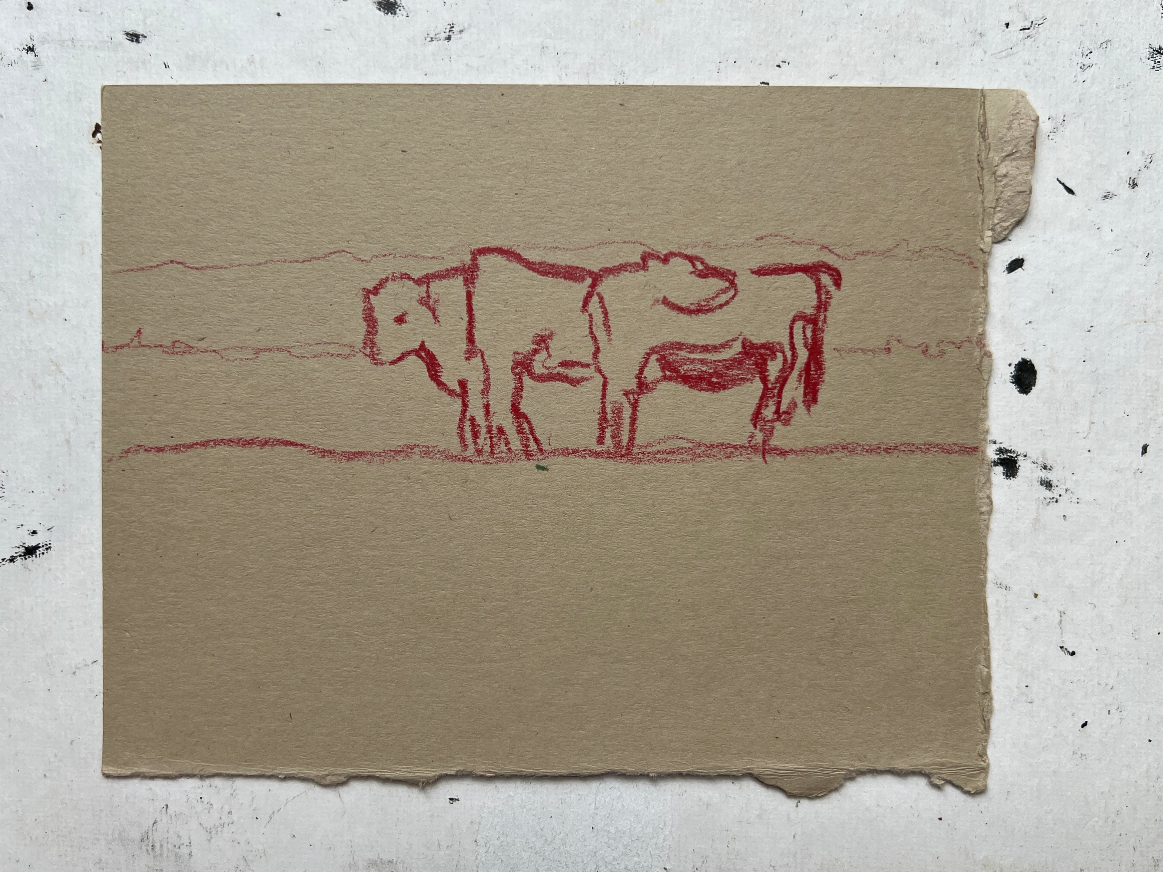 Cow Study no. 7