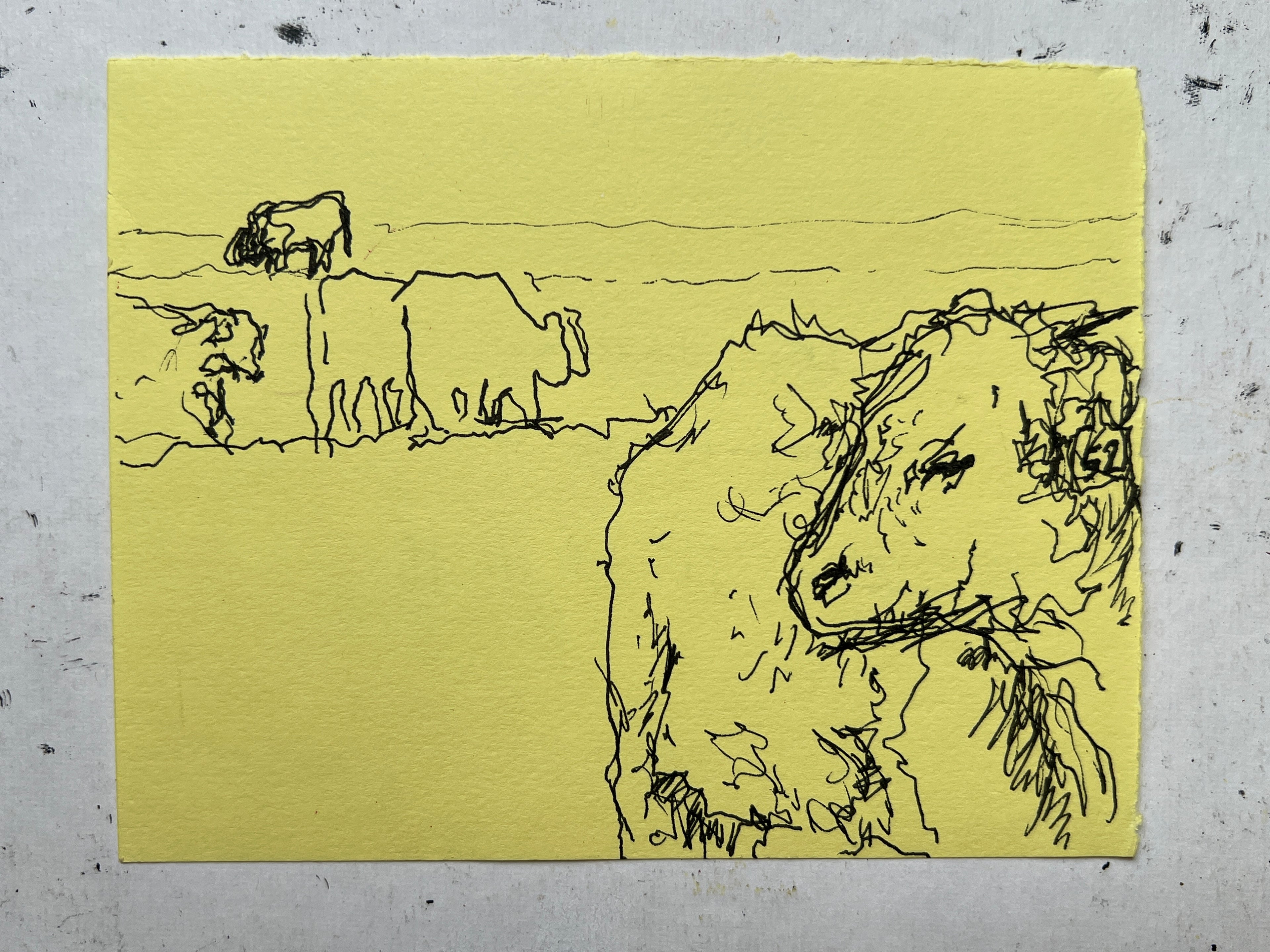 Cow Study no. 16