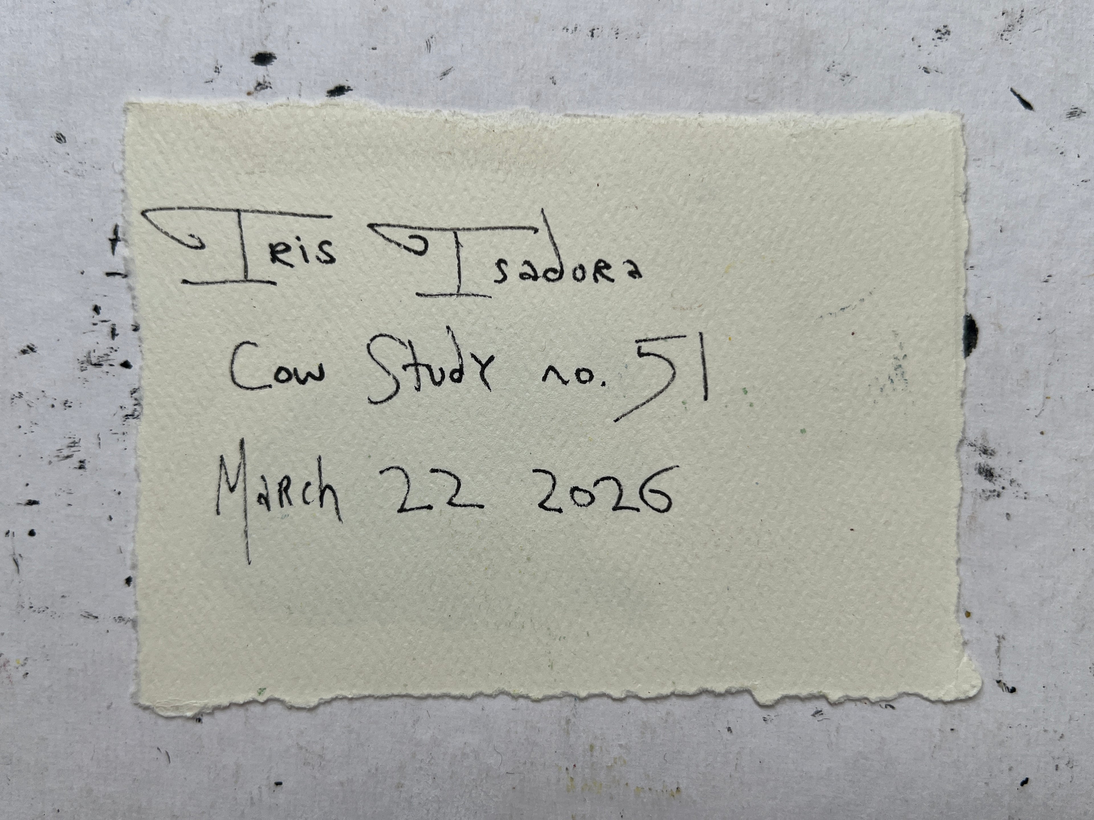 Cow Study no. 51