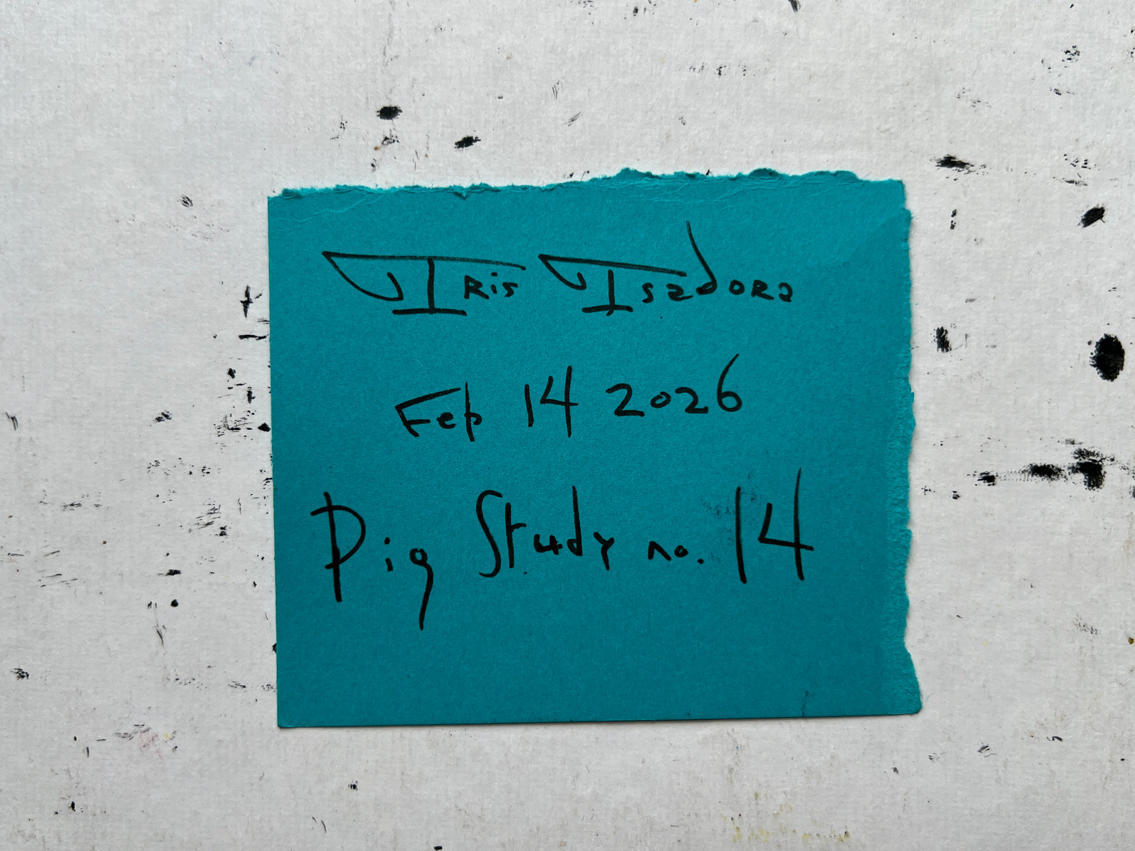 Pig Study no. 14