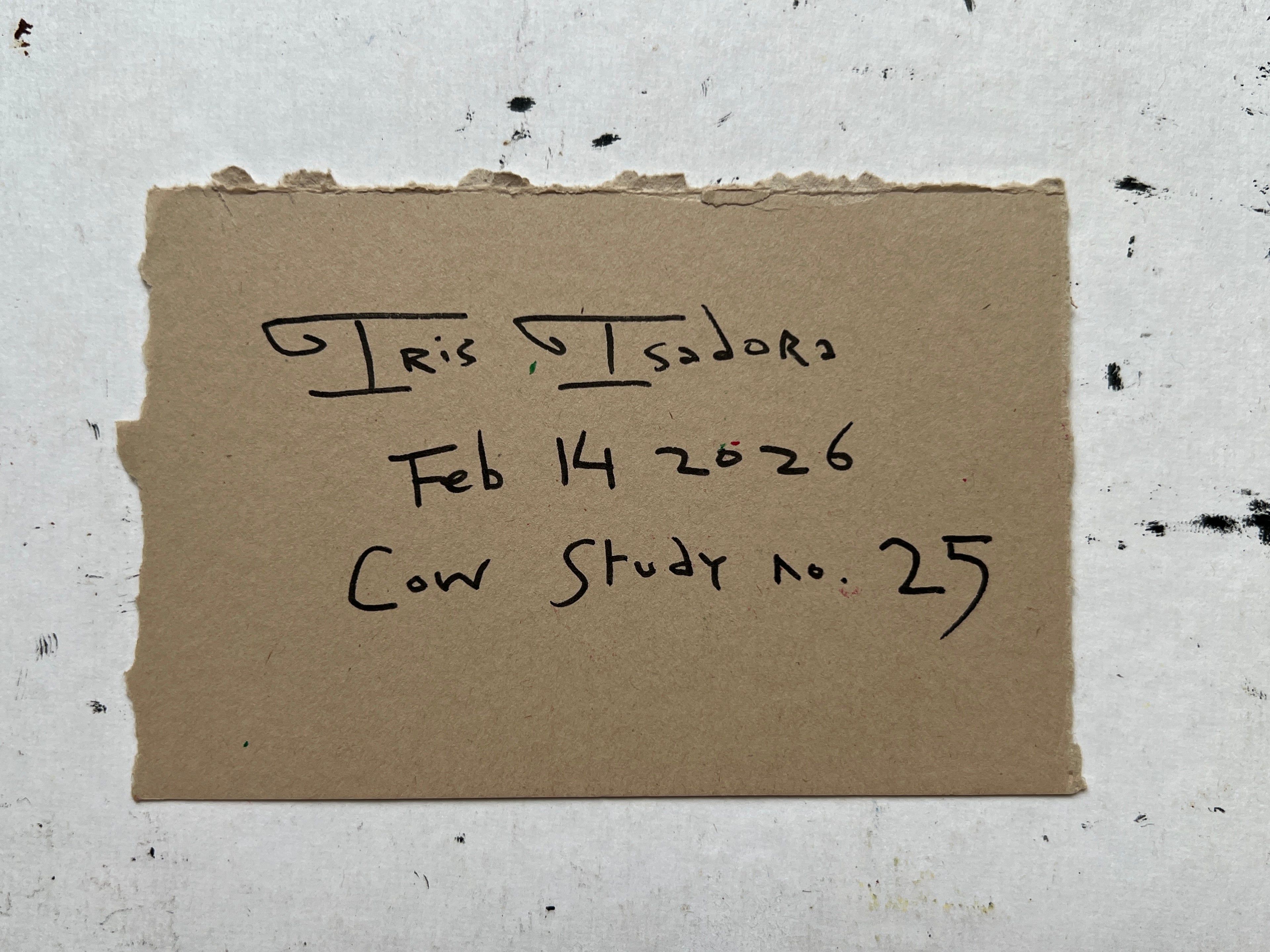 Cow Study no. 25
