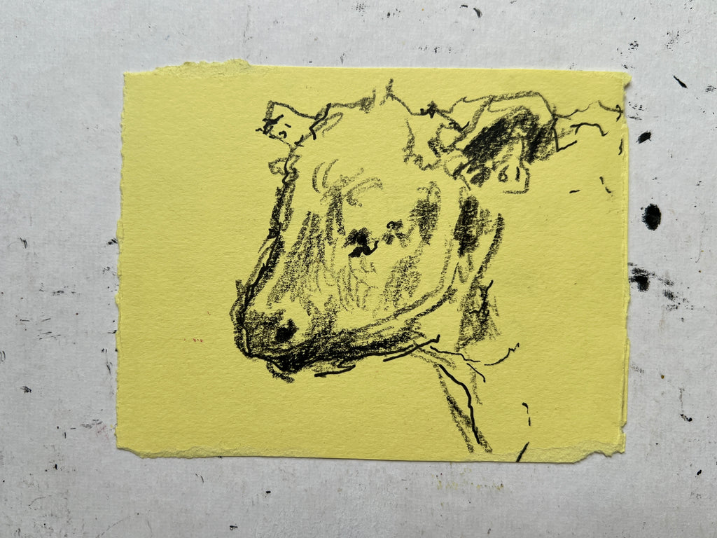 Cow Study no. 6