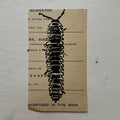 "Millipede" Print