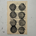 "Scallop" Print