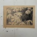 "Umbrella Plant" Ghost Print