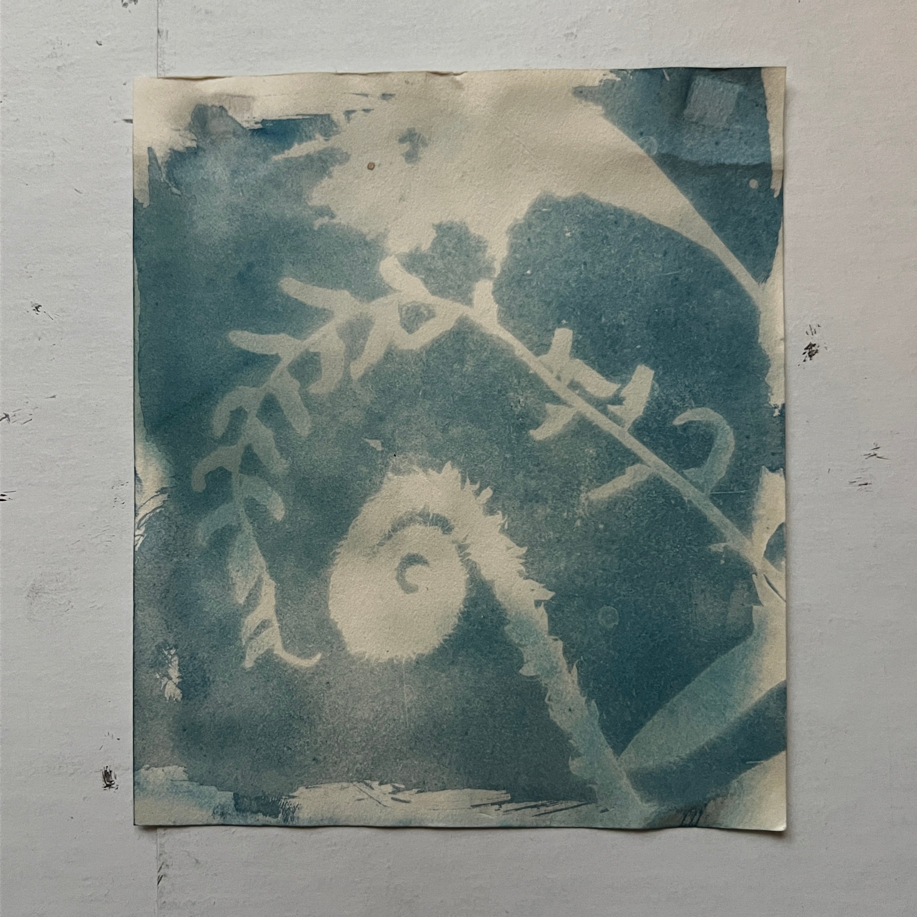 Fiddlehead Cyanotype