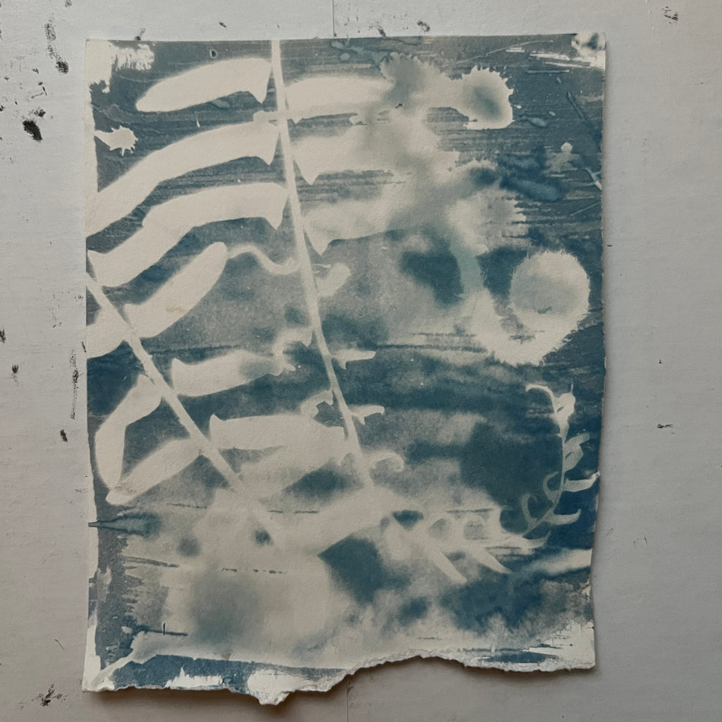 Fiddlehead Cyanotype