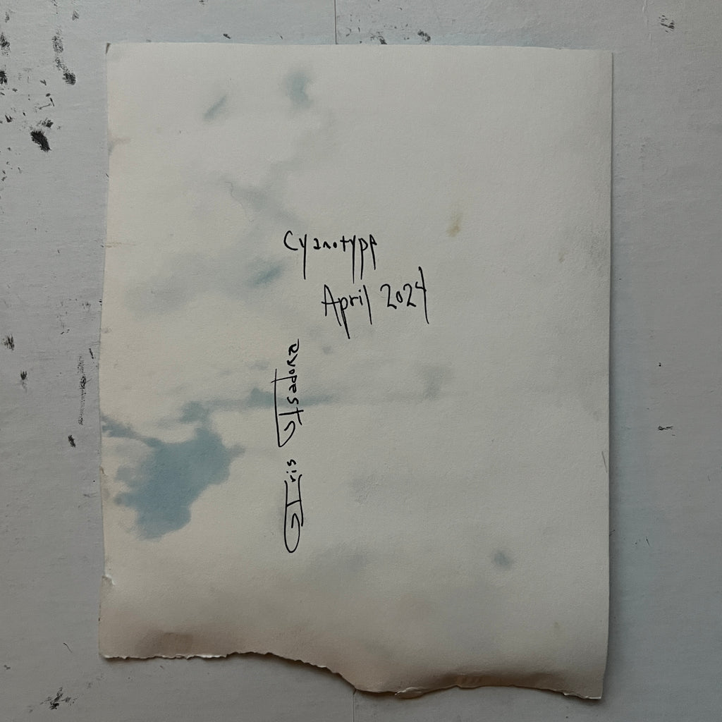 Fiddlehead Cyanotype