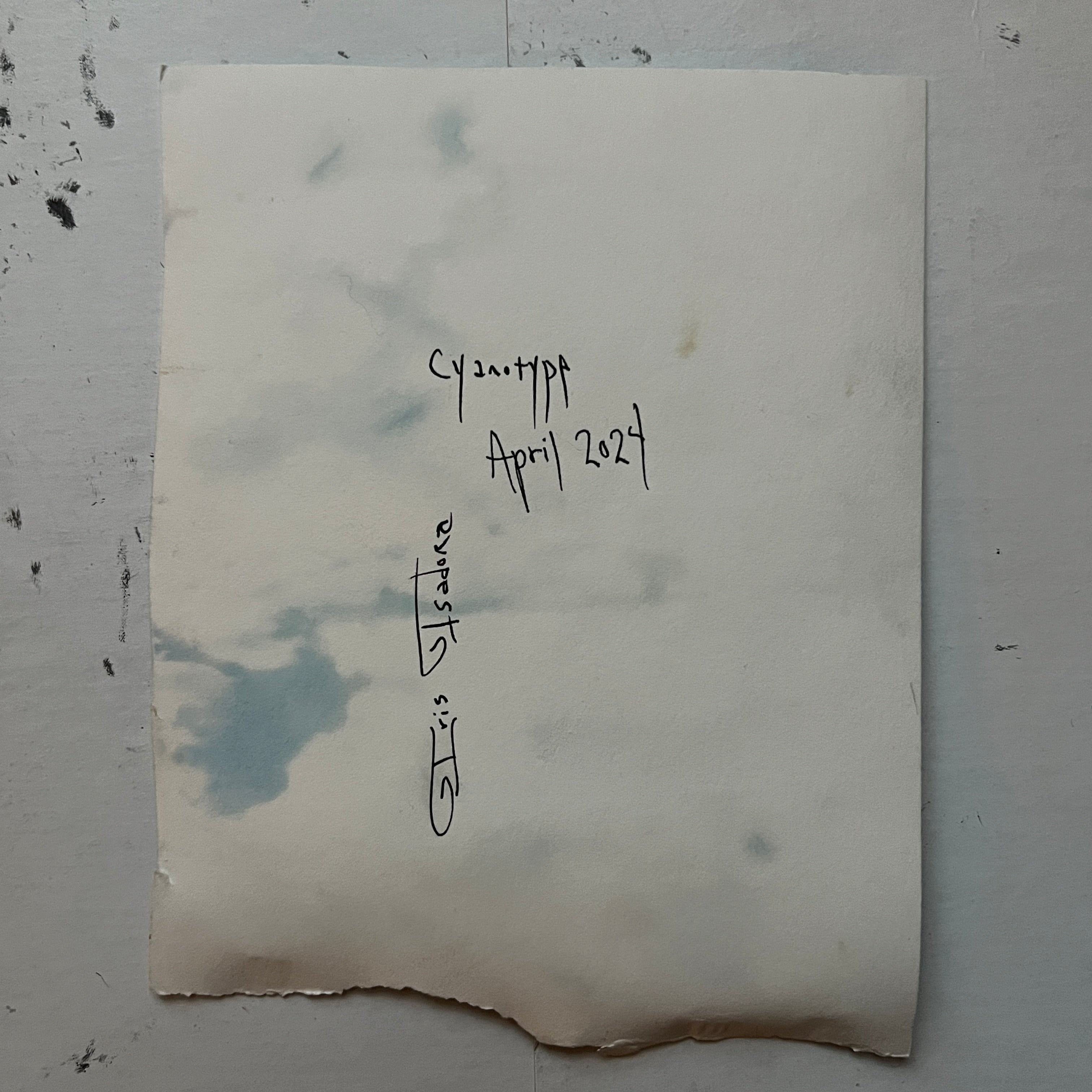 Fiddlehead Cyanotype